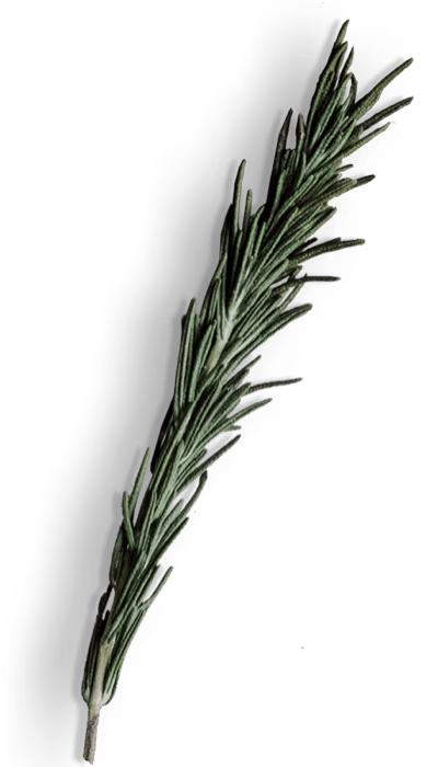 Rosemary sprig